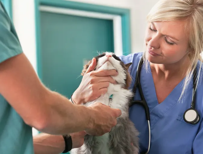 Female doctor holding cat with male doctor administering shot